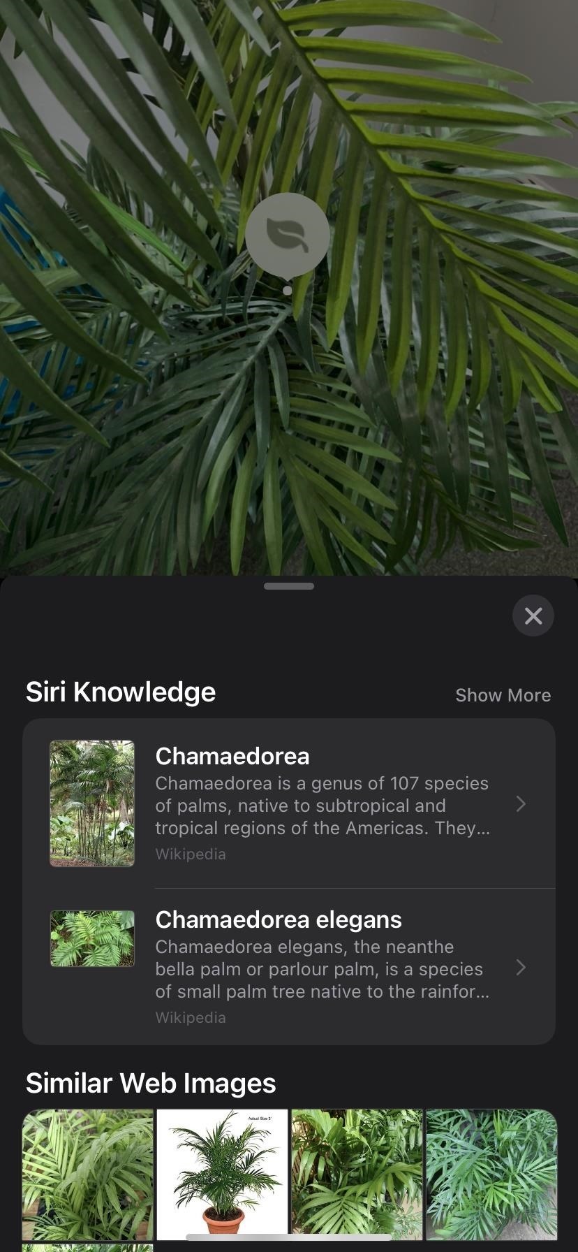 upgrade-ios-15-play-with-these-10-new-features-w1456-11 Upgrade to iOS 15 & Play with These 10 New Features
